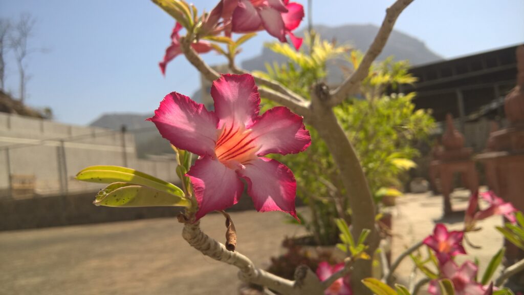 lumia 640 xl image